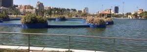 Weed in Salmiya, Kuwait