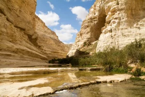 Weed in Negev