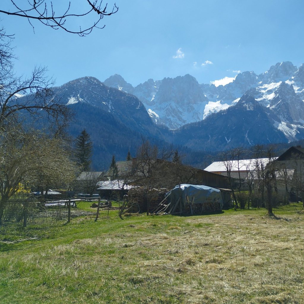 Weed in Kranjska Gora