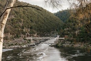 Weed in Launceston