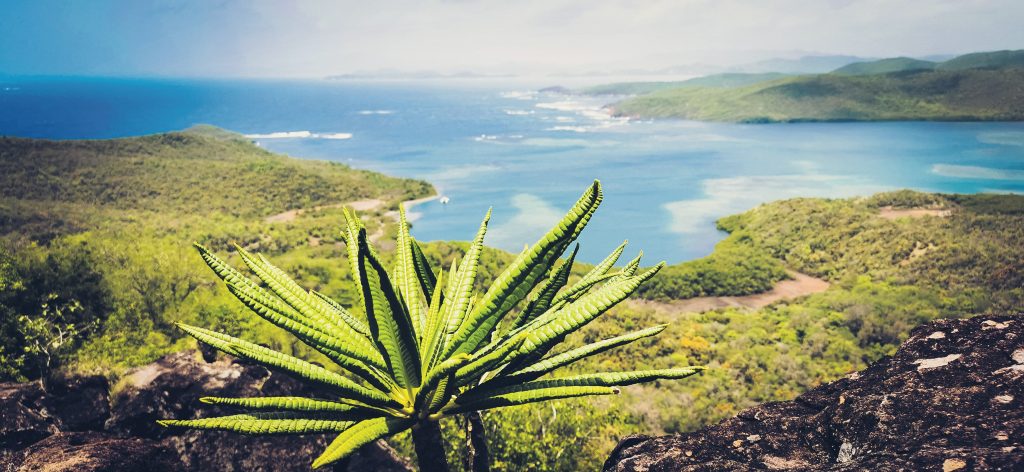 How to get Weed in Belmopan