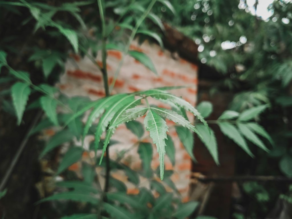 How to get Weed in Belmopan