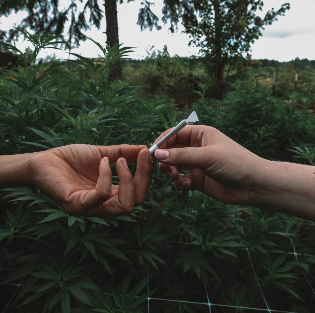 FInd Weed in Liberec, Czech Republic