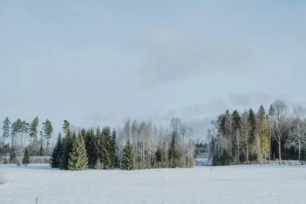 How to Get Weed in Karkkila, Finland