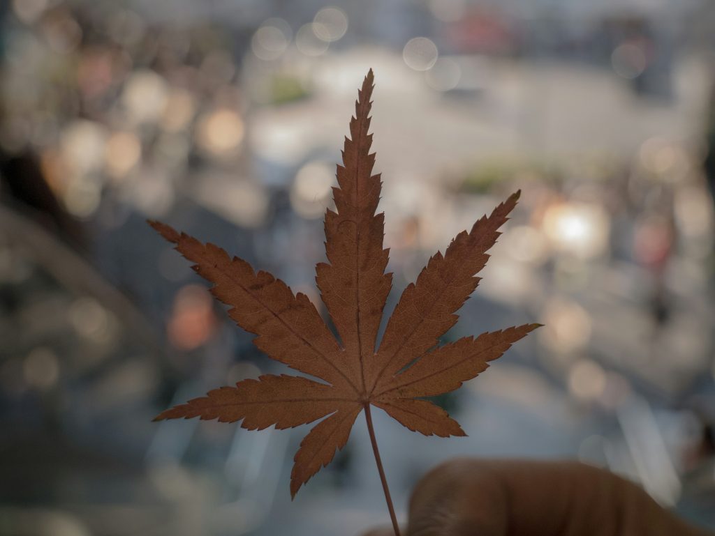 Weed in Davao City, Philippines